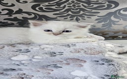 Ragdoll cats for sale: Lilac and blue tica ans Gccf registered ragdolls. - Image 27
