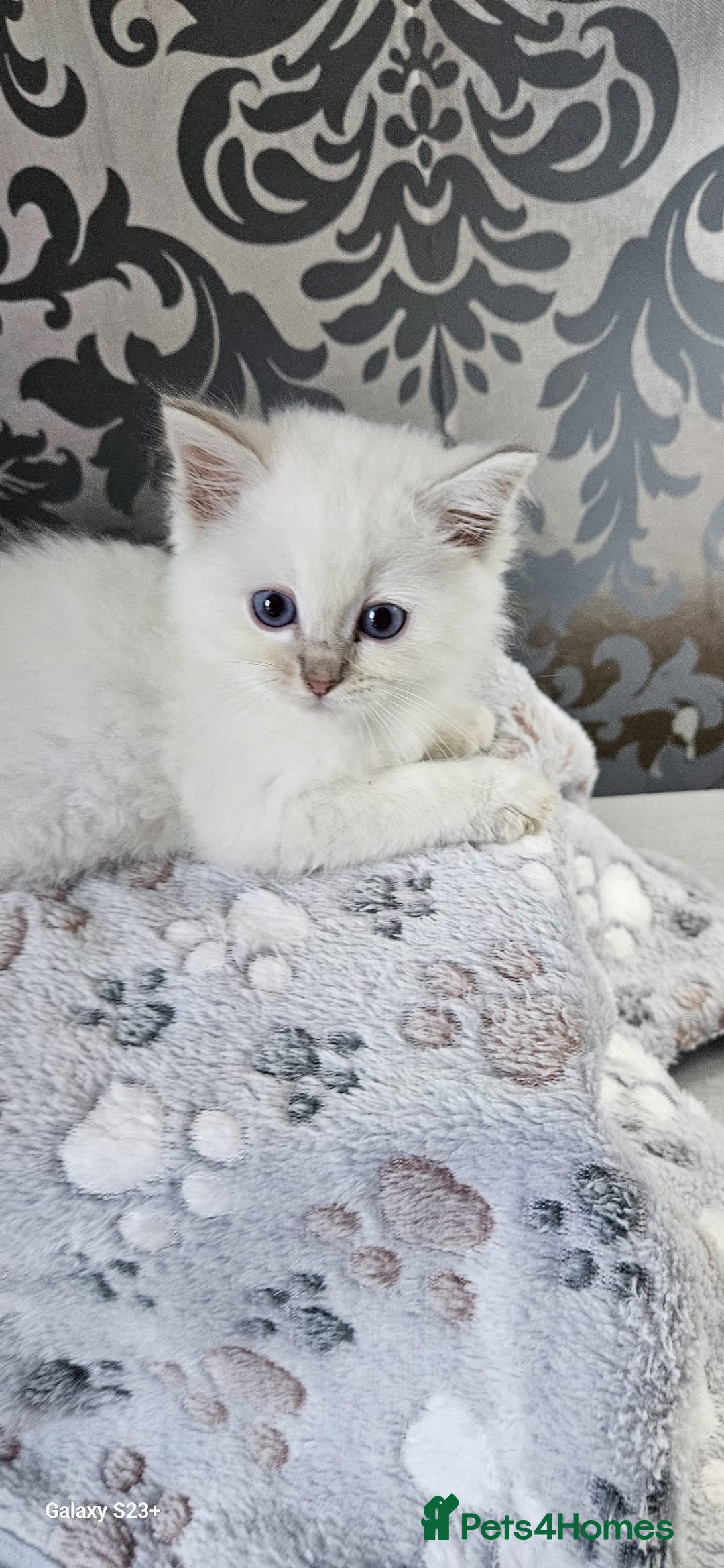 Ragdoll cats for sale: Lilac and blue tica ans Gccf registered ragdolls. - Image 27