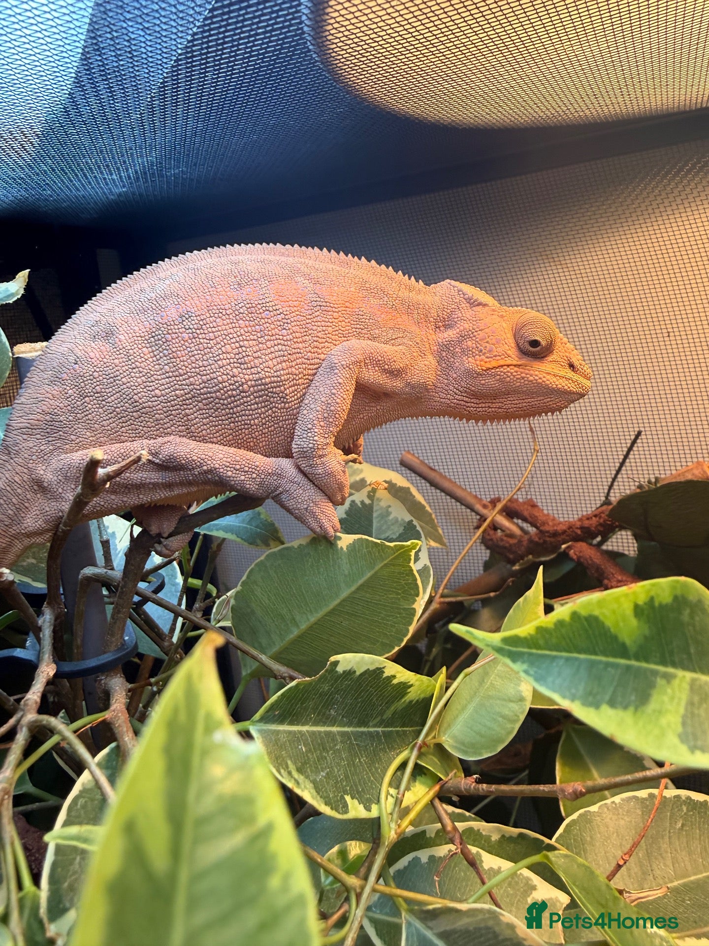 Chameleon reptiles Breeding pair panther chameleons - Advert 1