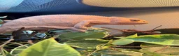 Chameleon reptiles for sale: Breeding pair panther chameleons - Advert 3