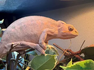 Chameleon reptiles panther chameleon - Advert 1