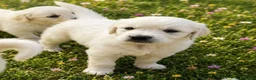 Golden Retriever dogs for sale: EXTENSIVELY HEALTH TESTED INTERNATIONAL PEDIGREE - Advert 4