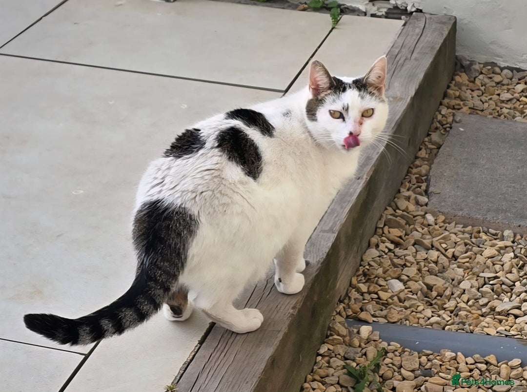 Domestic Shorthair cats for sale: Layla and cookie  - Image 2