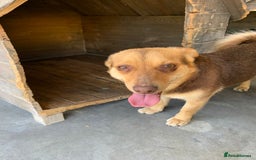 Mixed Breed dogs for adoption: Myrtle, 2-3 years old. Reserved stc. in Brixham - Image 5