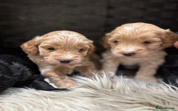 Cockapoo dogs for sale: Cockapoo Puppies - Image 1