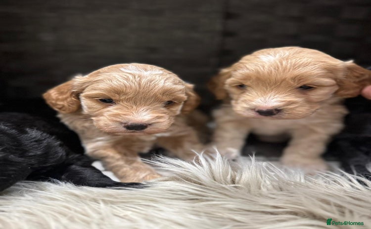 Cockapoo dogs - Advert 2
