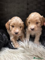 Cockapoo dogs - Advert 3