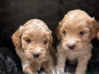 Cockapoo dogs - Advert 11