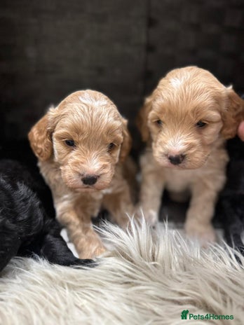 Cockapoo dogs - Advert 2