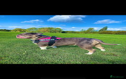 Olde English Bulldogge dogs for sale: Male OEB needing new home - Image 5