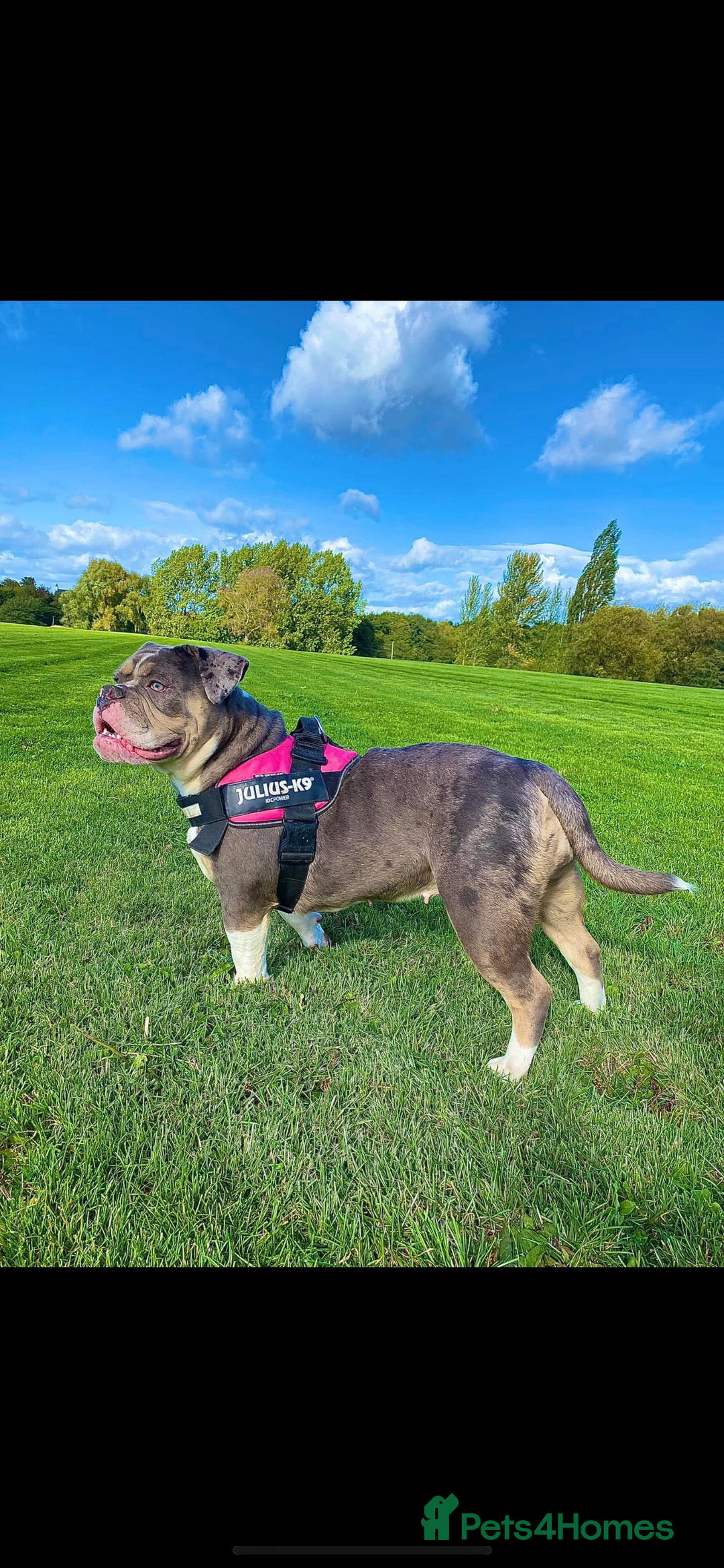 Olde English Bulldogge dogs for sale: Male OEB needing new home - Image 5