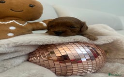 Cavapoo dogs for sale: 🐾 Beautiful F1 Cavapoos – Raised with Love  🐾 - Advert 24