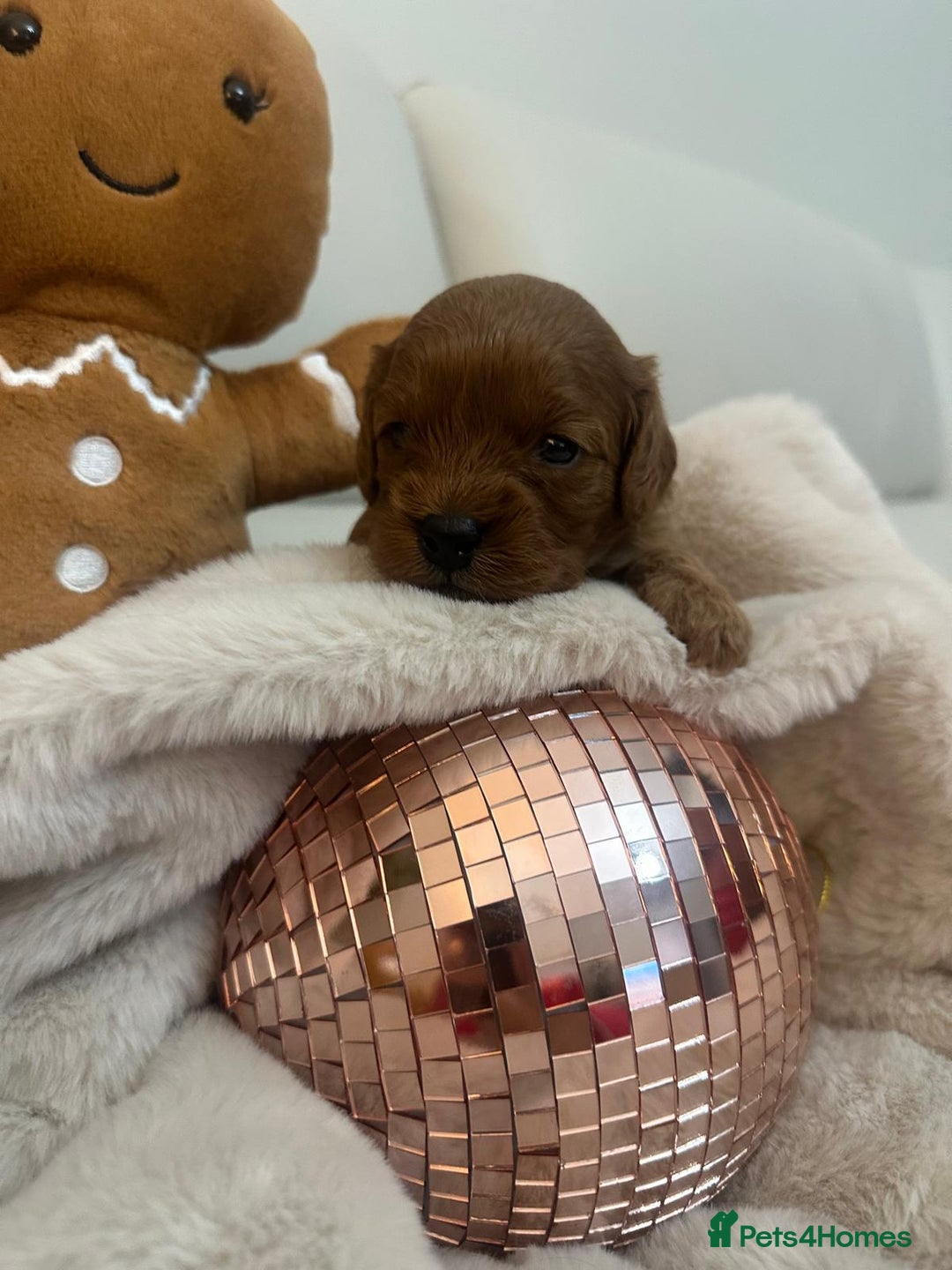 Cavapoo dogs for sale: 🐾 Beautiful F1 Cavapoos – Raised with Love  🐾 - Advert 24