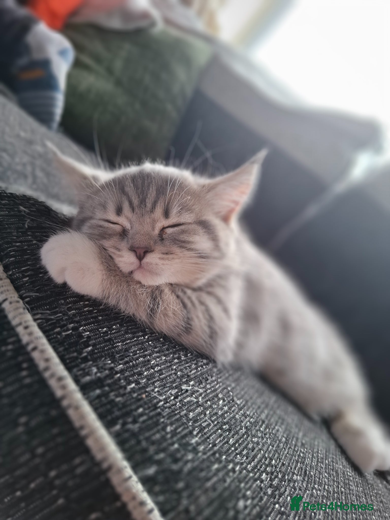 British Shorthair cats Adorable british shorthair x ragamuffin kittens - Advert 1