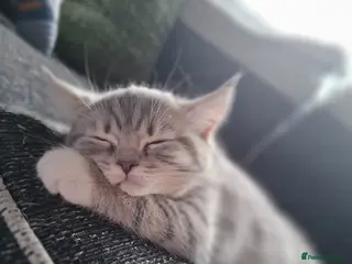 British Shorthair cats Adorable british shorthair x ragamuffin kittens - Advert 1