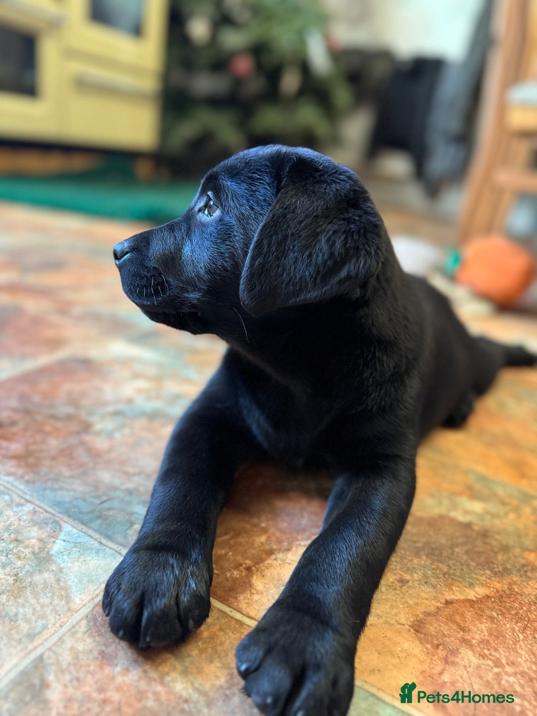 Labrador Retriever dogs for sale: KC *Vet Inspected* Black & Yellow Labrador Pups  - Advert 10