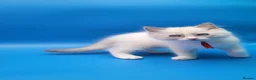 Ragdoll cats for sale: Beautiful GCCF Registered Ragdoll Boys - Advert 11