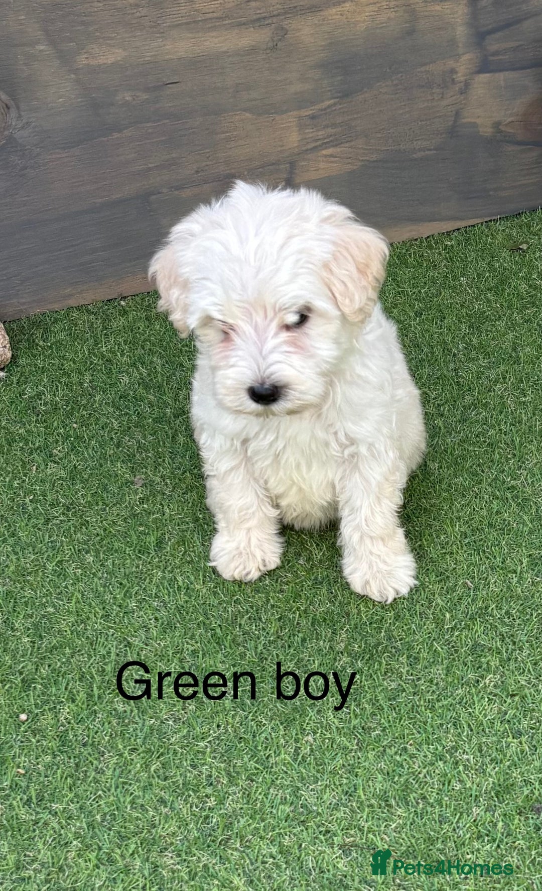 Cockapoo dogs for sale: F1B cockapoo (ready to go)  - Image 6