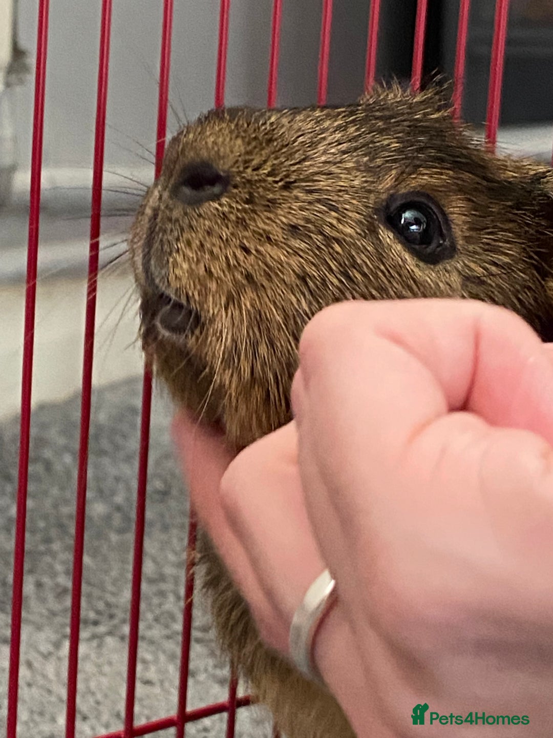 Guinea Pig rodents for sale: 4 Year Old Guinea Pig English Crested  - Advert 6