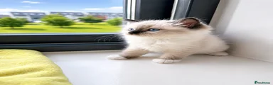 Ragdoll Kitten 4