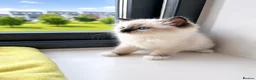 Ragdoll cats for sale: 🫶🏻Stunning Ragdoll Kittens–Ready to Reserve Now - Advert 6