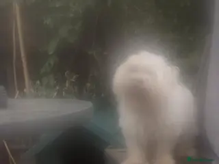 Cavapoochon dogs Two stunning blondes in London. - Advert 3