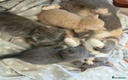 British Shorthair cats for sale: British shorthair kittens  - Image 11
