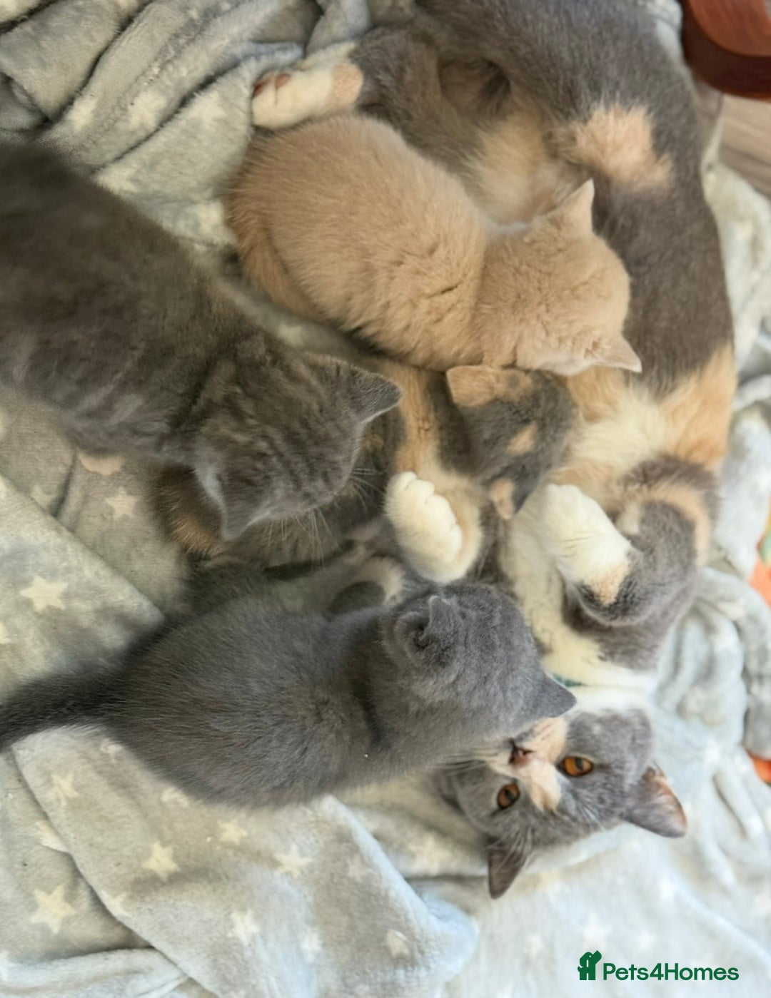 British Shorthair cats for sale: British shorthair kittens  - Image 11