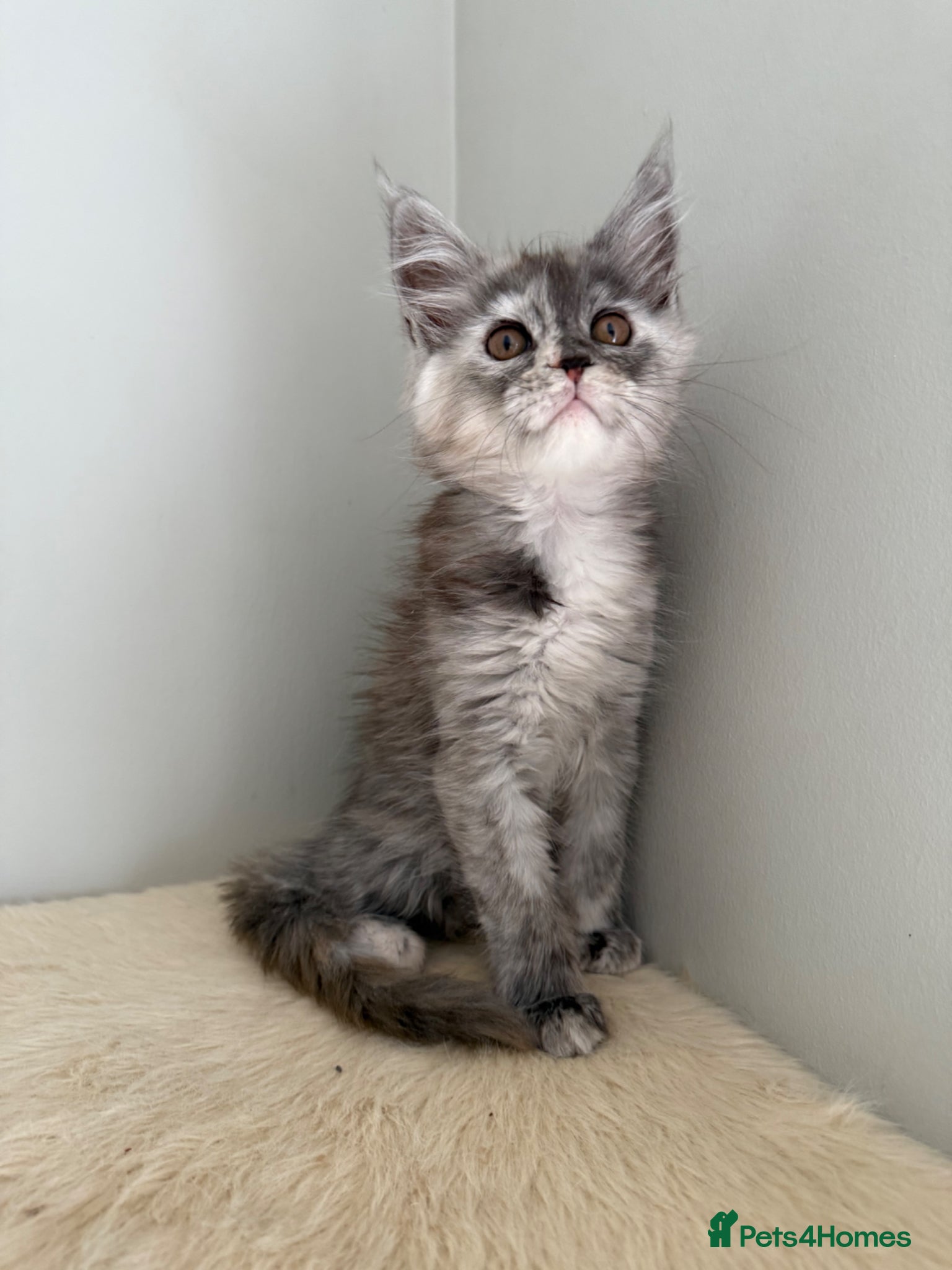 Maine Coon cats Beautiful Maine Coon babies  - Advert 1