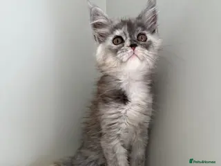 Maine Coon cats Beautiful Maine Coon babies - Advert 1