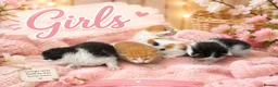 Mixed Breed cats for sale: 🐾 Beautiful Maine Coon × Shorthair Kittens 🐾 - Advert 4
