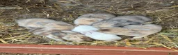 Mixed Breed rabbits for sale: Rabbits for sale - Advert 18
