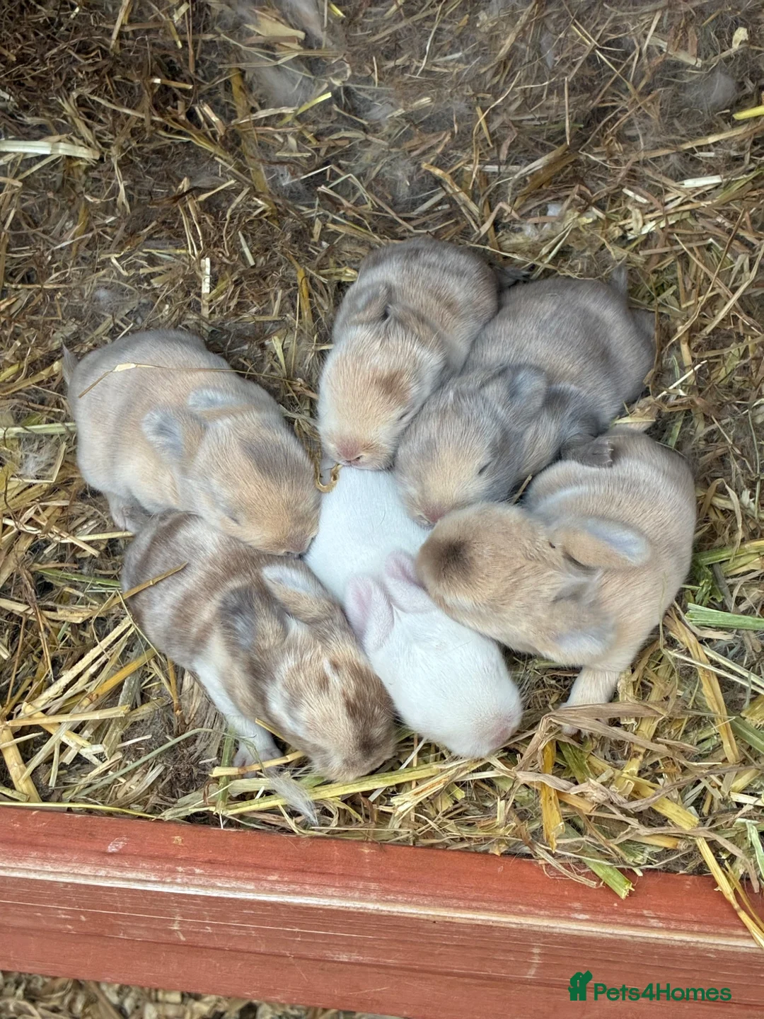 Mixed Breed rabbits for sale: Rabbits for sale - Advert 18