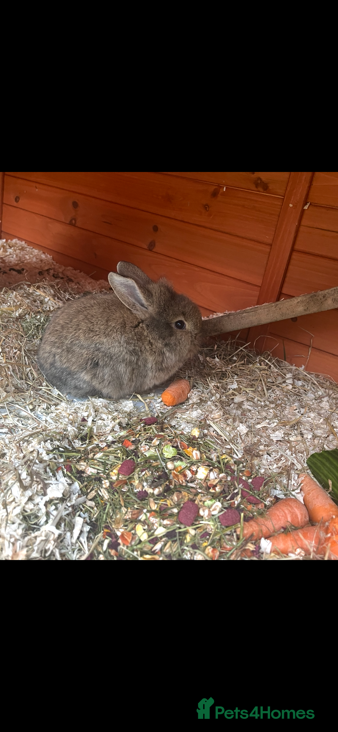 Mini Lop rabbits for sale: A Mix of Mini lop and Mini Lion Lop - Image 24
