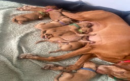 Hungarian Vizsla dogs for sale: 9 adorable Hungarian vizslas for sale - Image 7