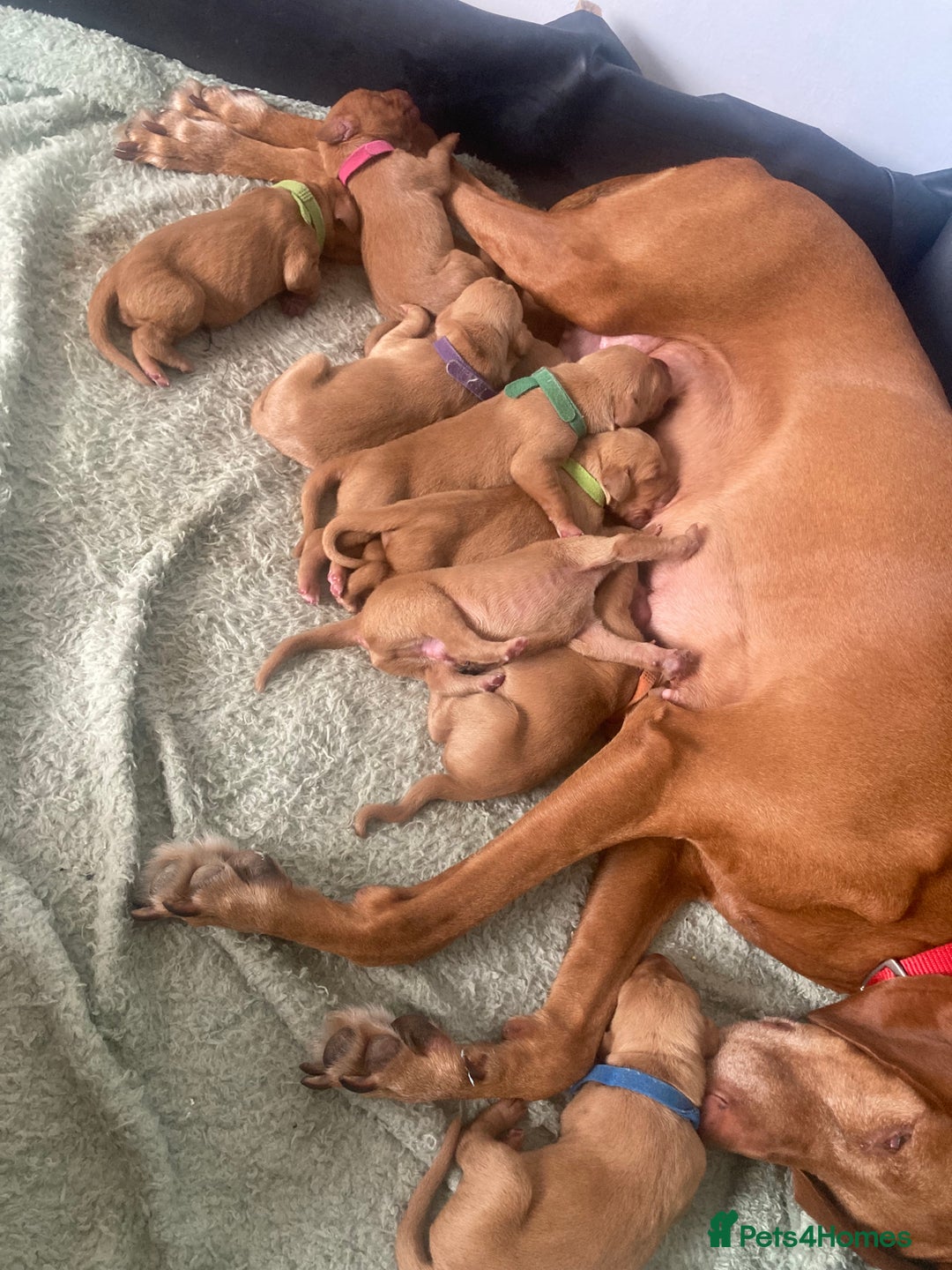 Hungarian Vizsla dogs for sale: 9 adorable Hungarian vizslas for sale - Image 7