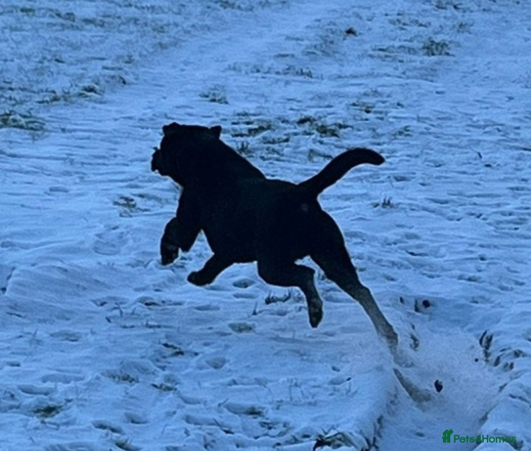 Labrador Retriever dogs for stud: STUNNING LABRADOR - STUD  - Advert 6