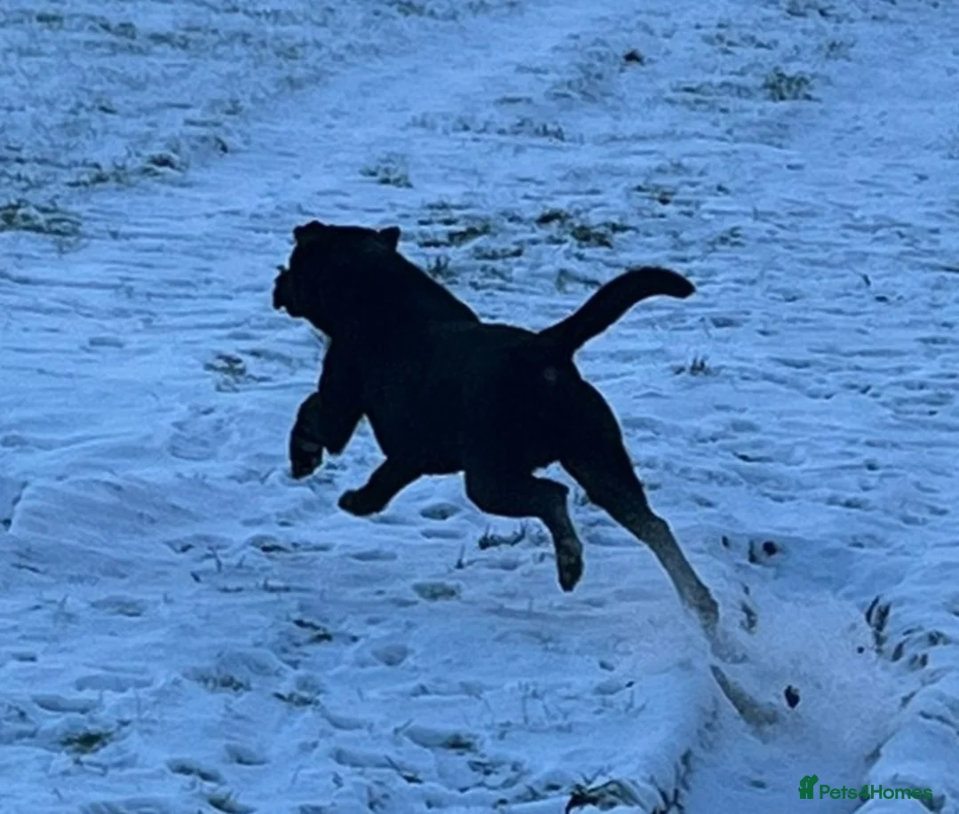 Labrador Retriever dogs for stud: STUNNING LABRADOR - STUD  - Advert 6