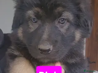 German Shepherd dogs German Shepherd Puppies - Advert 1