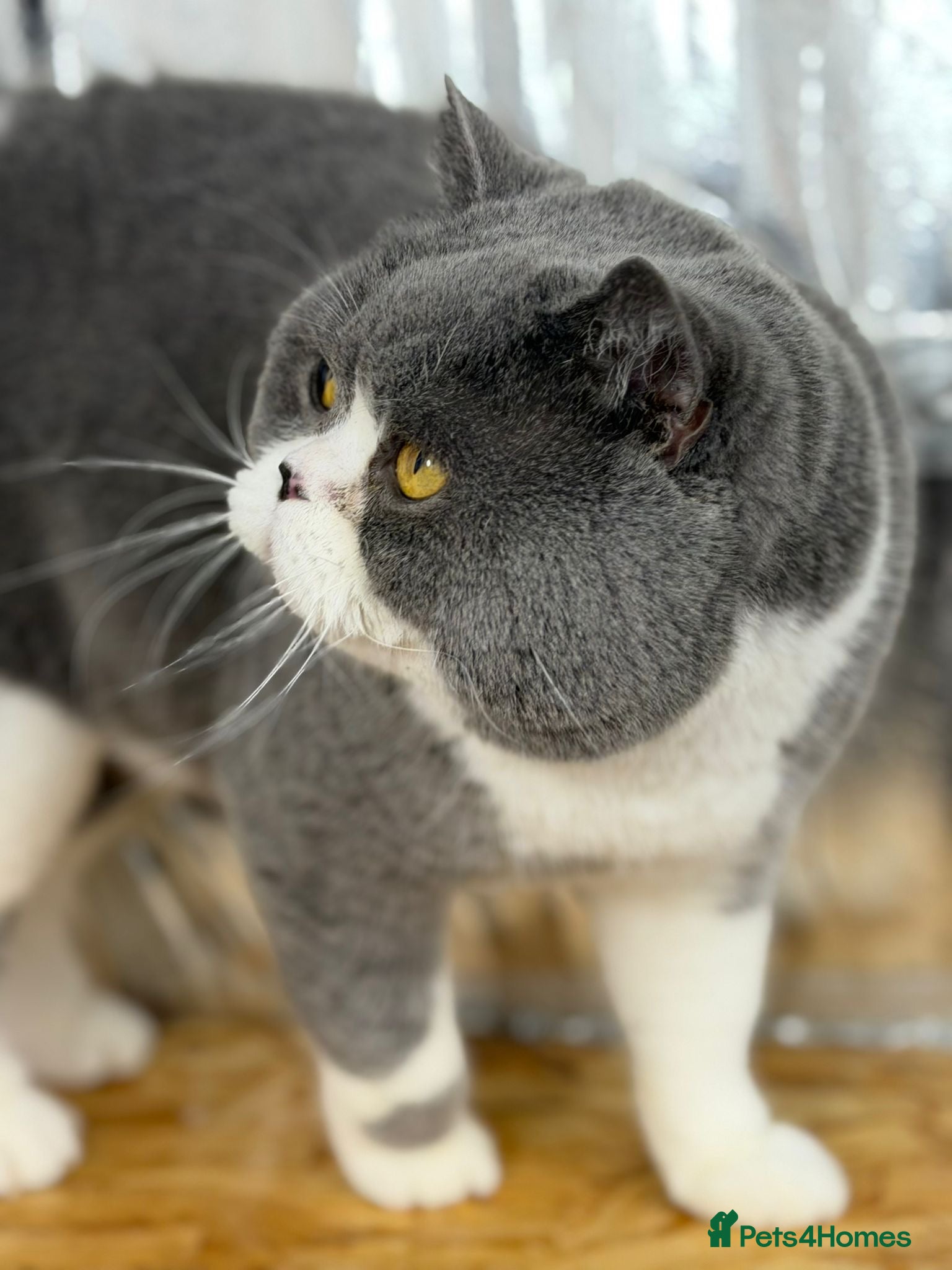 British Shorthair cats British Shorthair Blue Bicolour male stud duties - Advert 21