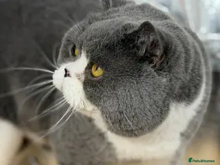 British Shorthair cats British Shorthair Blue Bicolour male stud duties - Advert 21
