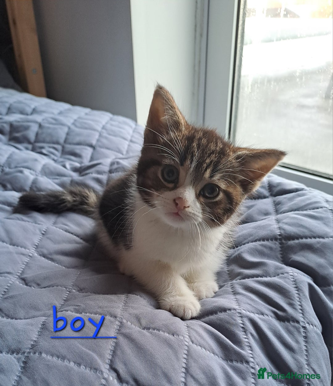 Domestic Shorthair cats for sale: 3 gorgeous kittens for sale - Advert 9