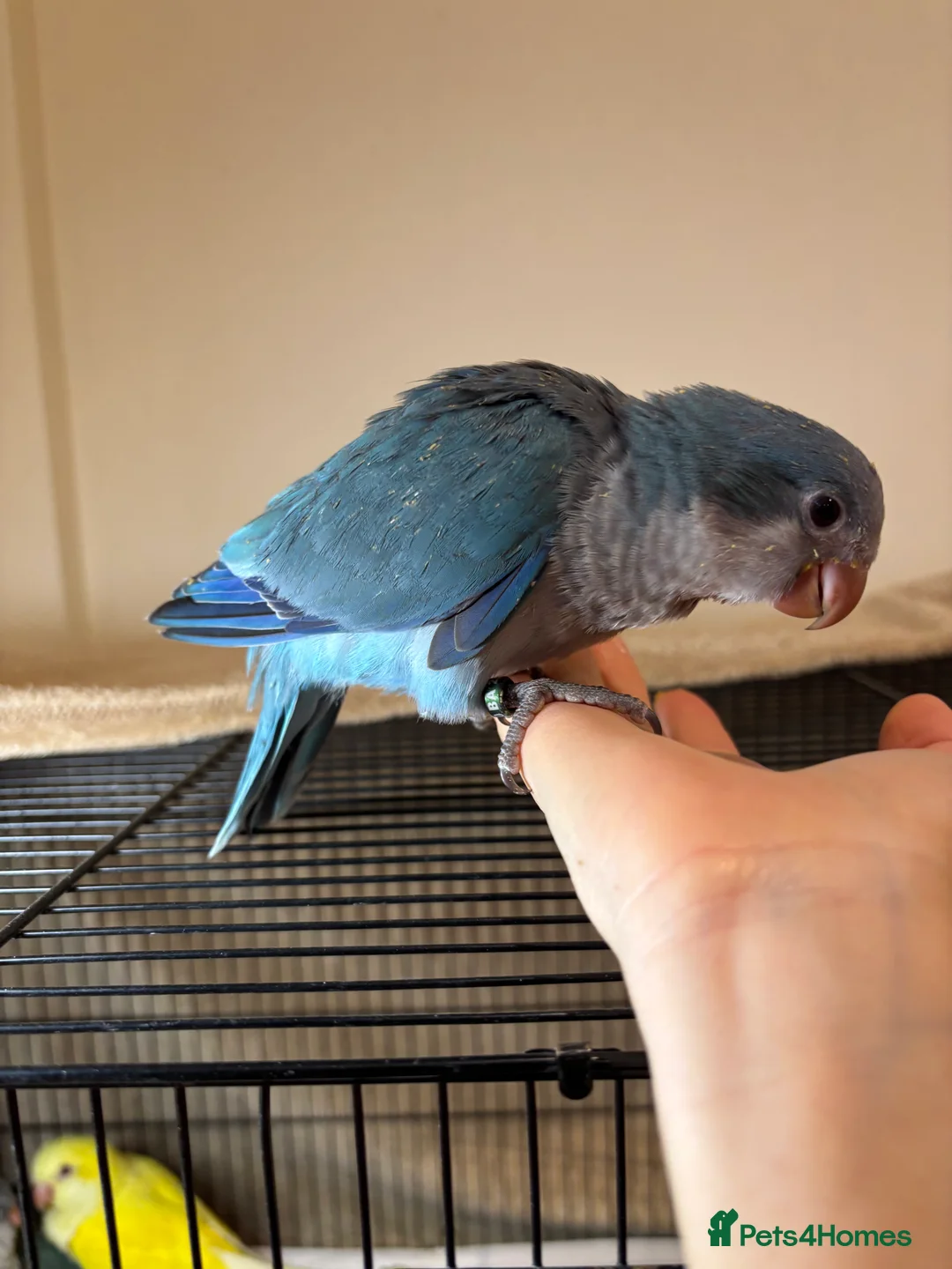 Parrots birds for sale: Cuddly blue quaker parrots for new home - Advert 6