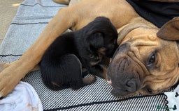 Mixed Breed dogs for sale: German Shepherd cross American bulldog puppies - Image 24