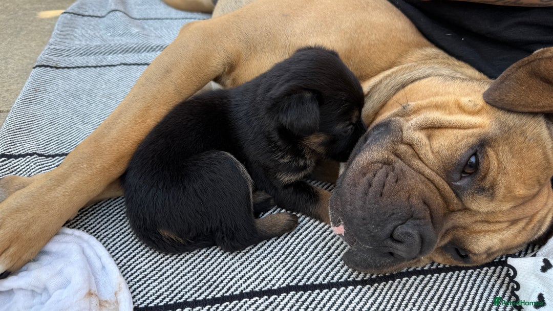 Mixed Breed dogs for sale: German Shepherd cross American bulldog puppies - Image 24