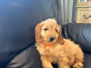 Cockapoo dogs 2 playful F1 cockapoo boys ready to leave - Advert 10