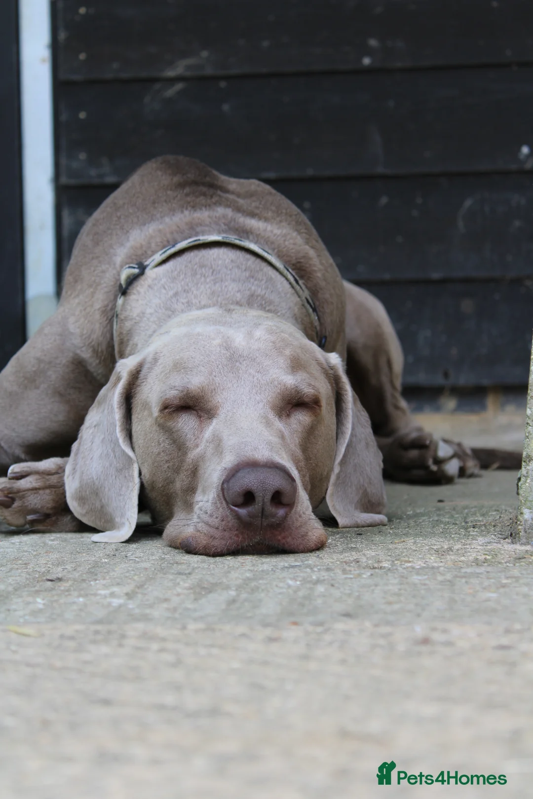 Weimaraner dogs for stud: Words of Wisdom in Bedford - Advert 6