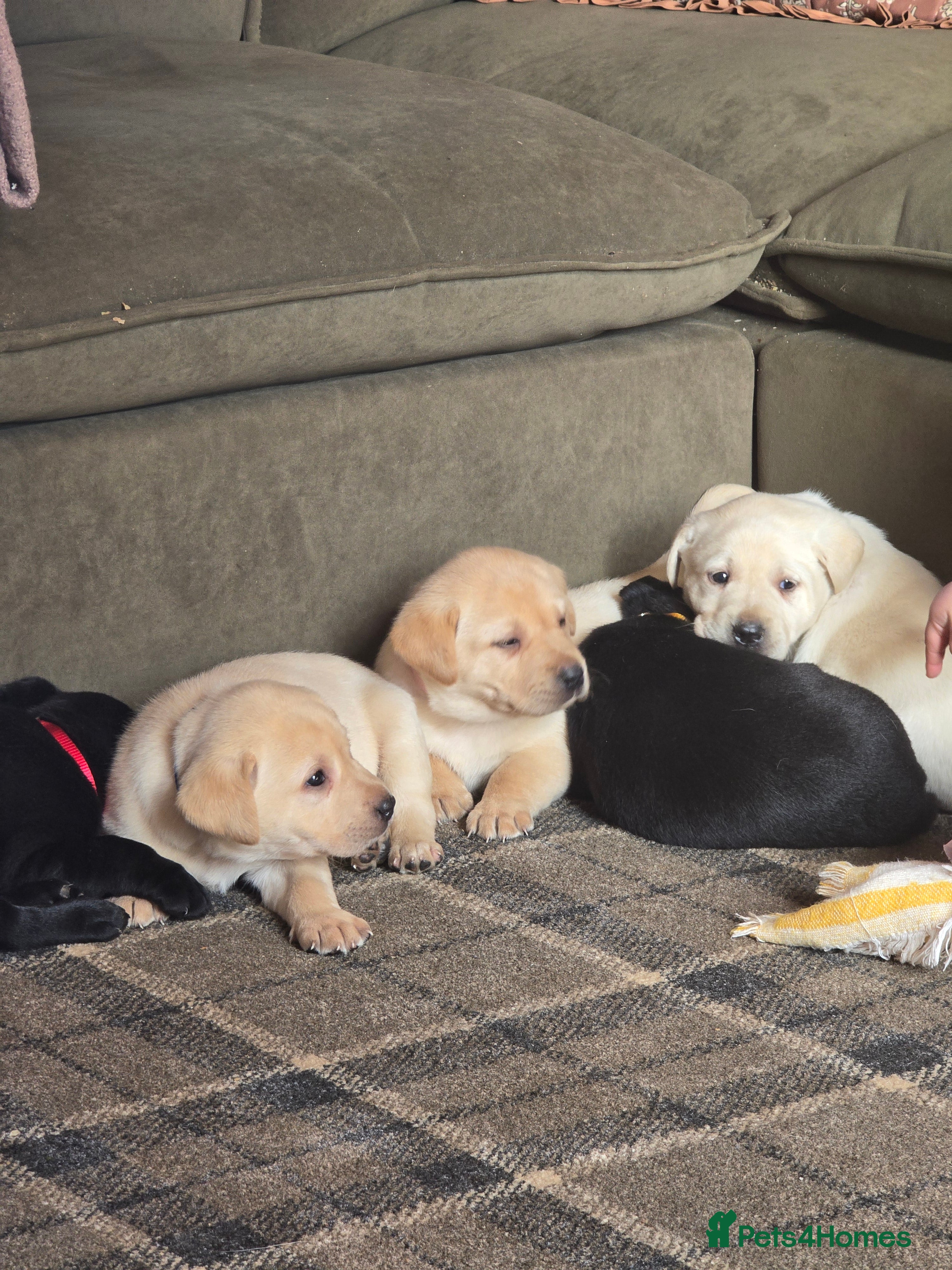 Labrador Retriever dogs Kennel club registered labrador retriever pups - Advert 6