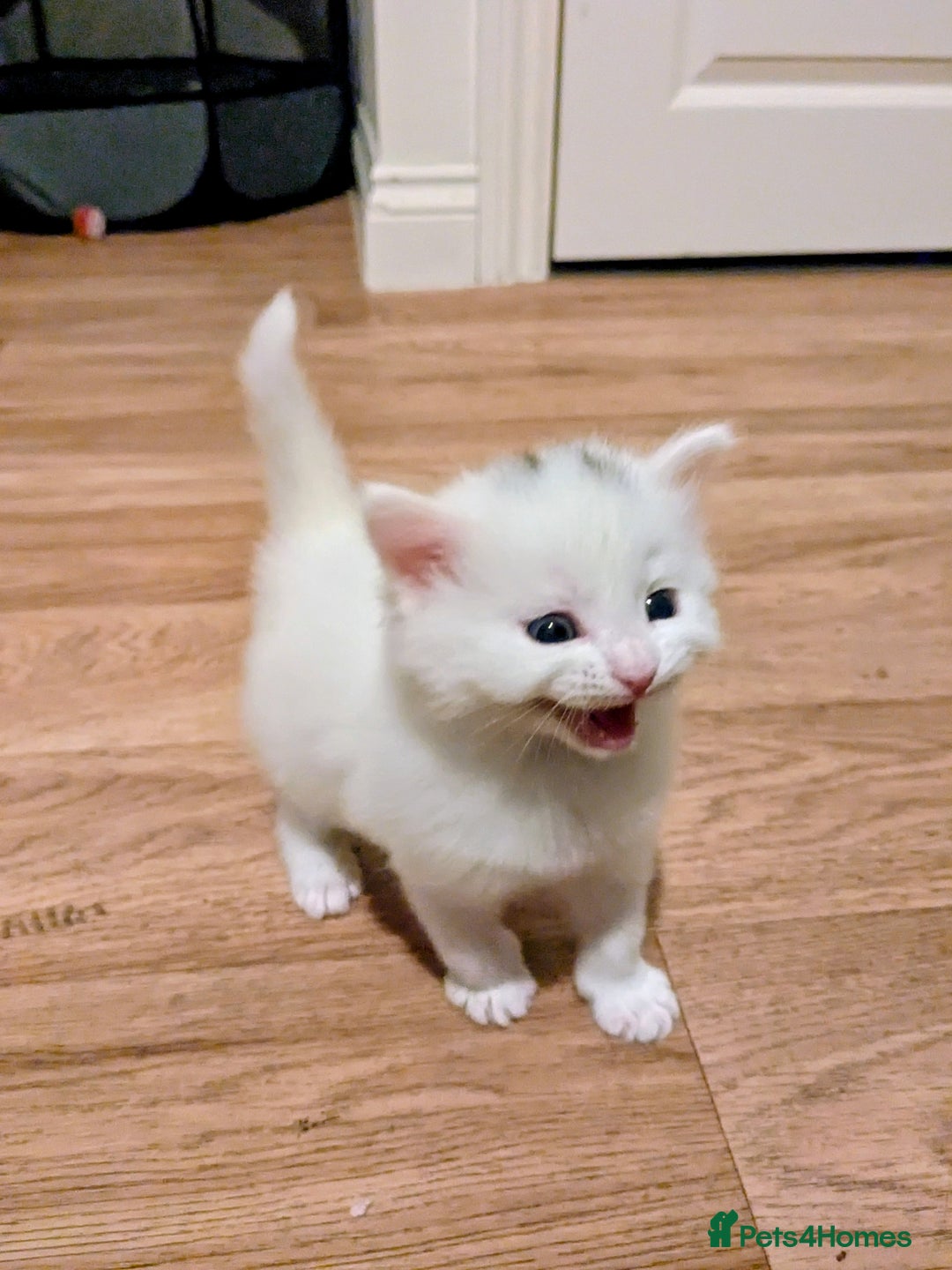 British Shorthair cats for sale: kittens - Image 4