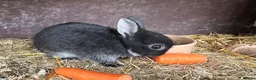 Netherland Dwarf rabbits for sale: Baby Netherland Dwarfs Rabbits  - Advert 3